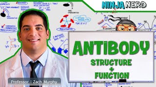 Immunology  Antibody Structure amp Function [upl. by Rennug]