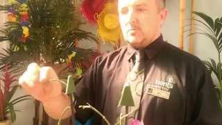 How to Cut Back your Orchid after flowering with Ian at Bents Garden amp Home [upl. by Enitnelav]